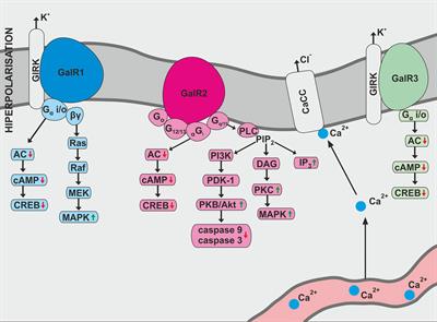 Review: Occurrence and Distribution of Galanin in the Physiological and Inflammatory States in the Mammalian Gastrointestinal Tract